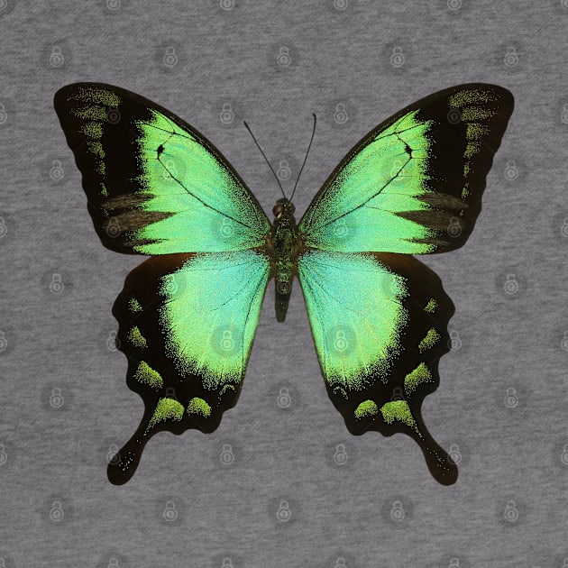 Green Butterfly by Maison de Kitsch